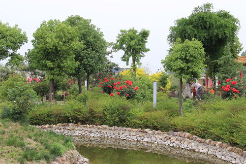綠荷灣生態(tài)園 感恩母親節(jié),讓愛不再止于口